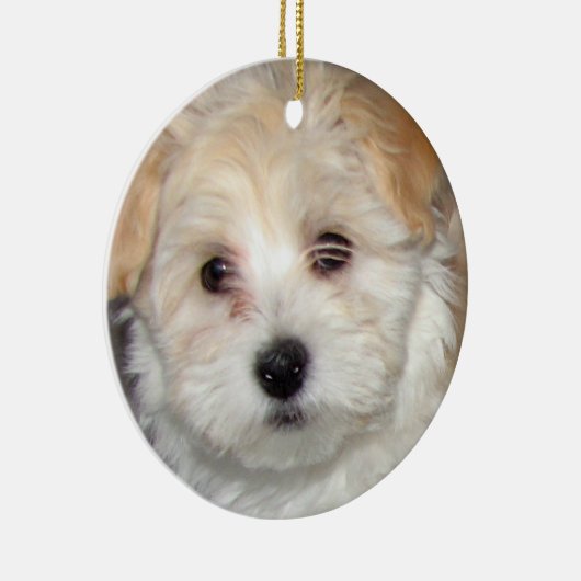 Havanese Puppy Ornament (Rechts)