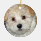 Havanese Puppy Ornament (Voorkant)