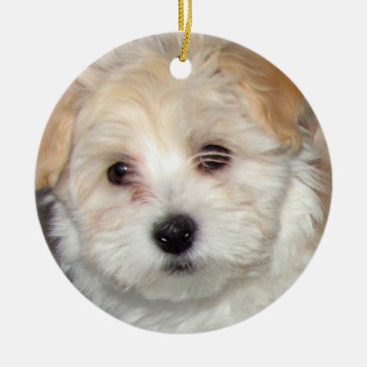 Havanese Puppy Ornament (Voorkant)