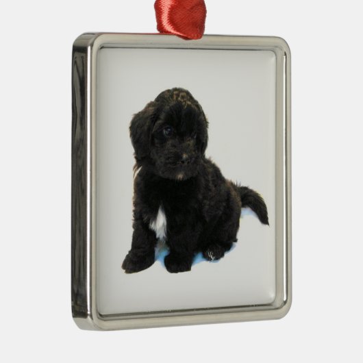 ***Havanese puppy** Ornament (Rechts)