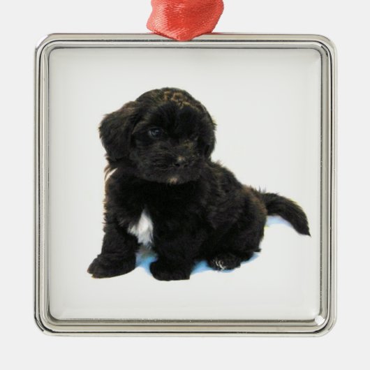 ***Havanese puppy** Ornament (Voorkant)
