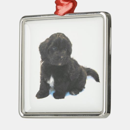 ***Havanese puppy** Ornament (Links)