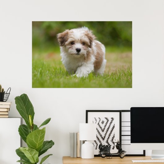 Havanese Puppy Poster (Thuiskantoor)