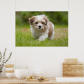 Havanese Puppy Poster (Keuken)