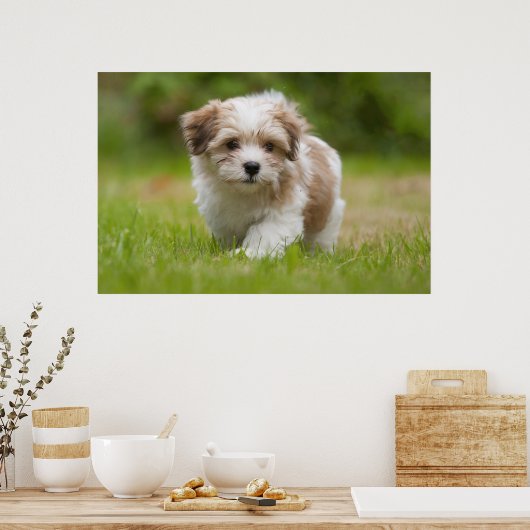 Havanese Puppy Poster (Keuken)