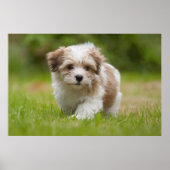 Havanese Puppy Poster (Voorkant)