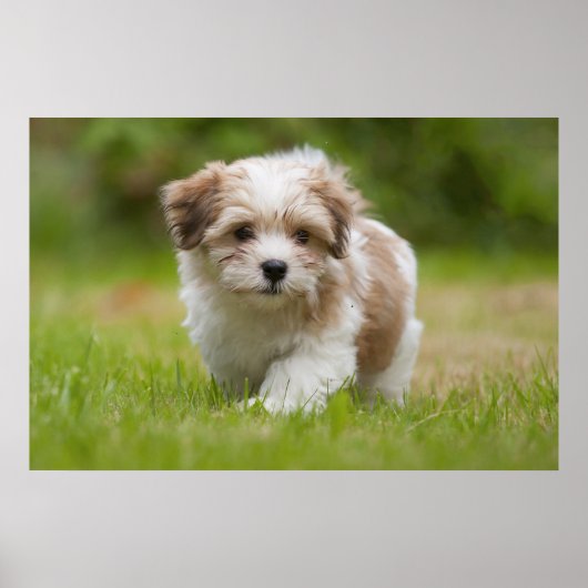 Havanese Puppy Poster (Voorkant)