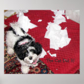 Havanese Puppy Poster (Voorkant)