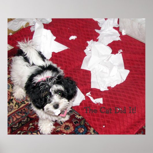 Havanese Puppy Poster (Voorkant)