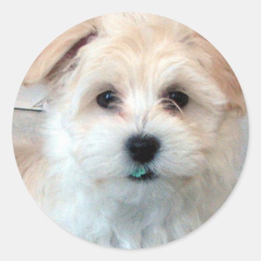 Havanese Puppy - Redding Ronde Sticker (Voorkant)