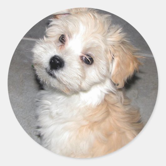 Havanese Puppy Ronde Sticker (Voorkant)