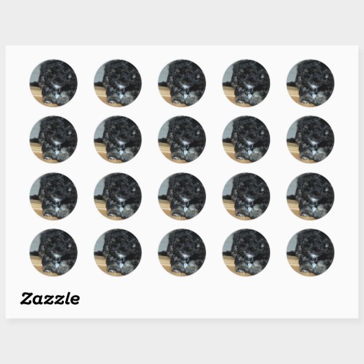Havanese puppy ronde sticker (Vel)