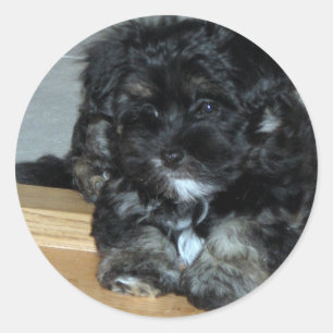 Havanese puppy ronde sticker