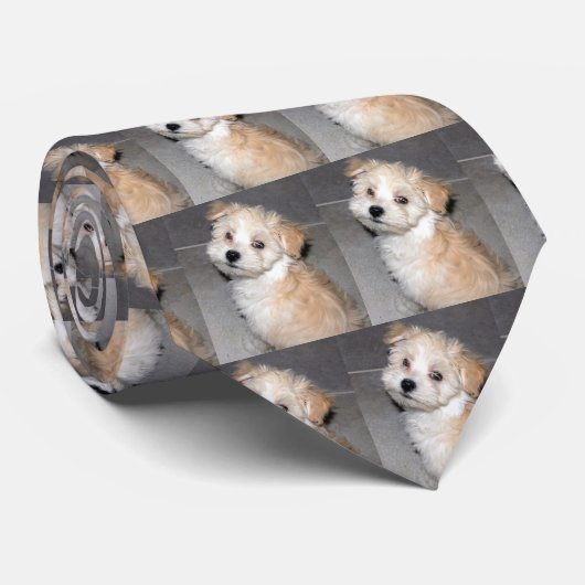 Havanese Puppy Stropdas (Opgerold)