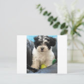 Havanese redding Puppy Black White Briefkaart (Staand voorkant)
