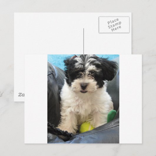 Havanese redding Puppy Black White Briefkaart (Voorkant / Achterkant)