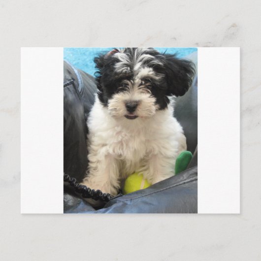 Havanese redding Puppy Black White Briefkaart (Voorkant)