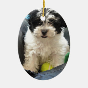 Havanese redding Puppy Black White Keramisch Ornament