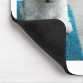 Havanese reddings Puppies Black White Grey Muismat (Hoek)