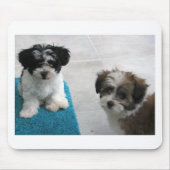Havanese reddings Puppies Black White Grey Muismat (Voorkant)