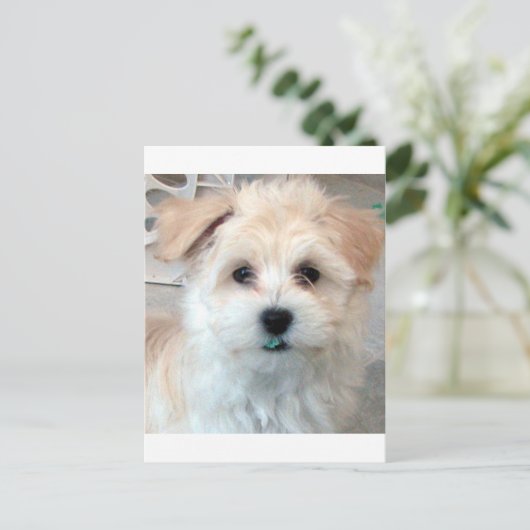 Havanese reddingspuppy Tan grappig groene tand Briefkaart (Staand voorkant)