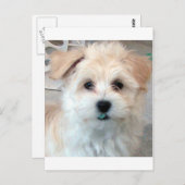 Havanese reddingspuppy Tan grappig groene tand Briefkaart (Voorkant / Achterkant)