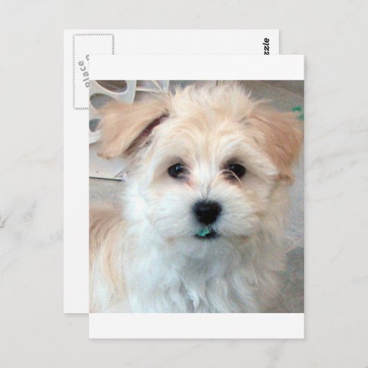 Havanese reddingspuppy Tan grappig groene tand Briefkaart (Voorkant / Achterkant)