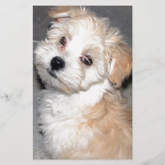 Havanese reddingspuppy tan wit briefpapier (Voorkant)
