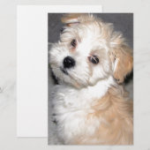 Havanese reddingspuppy tan wit briefpapier (Voorkant / Achterkant)