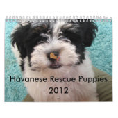 Havanese reddingsuppy Calendar Kalender (Hoes)