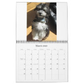 Havanese Rescu Puppies 2011 Kalender (Mar 2026)