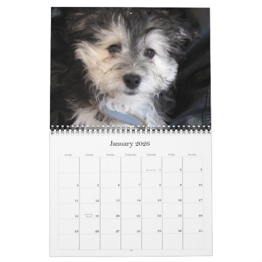 Havanese Rescu Puppies 2011 Kalender (Jan 2026)