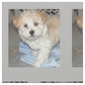 Havanese Rescue Puppt Stof (Close Up)