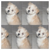 Havanese Rescue Puppy Stof (Swatch)