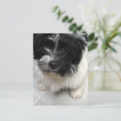 Havanese Rescue Puppy zwart-wit Briefkaart (Staand voorkant)