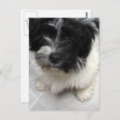 Havanese Rescue Puppy zwart-wit Briefkaart (Voorkant / Achterkant)