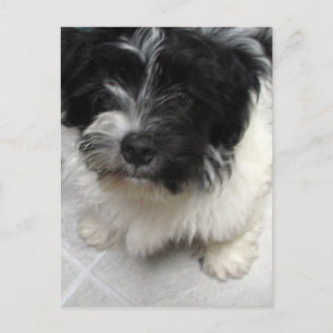 Havanese Rescue Puppy zwart-wit Briefkaart