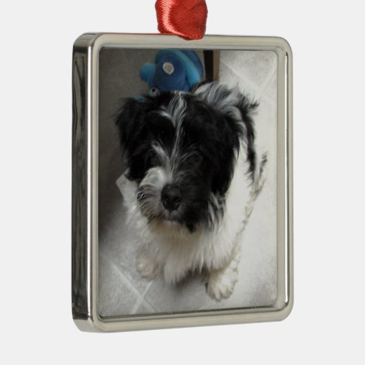 Havanese Rescue Puppy zwart-wit Metalen Ornament (Rechts)