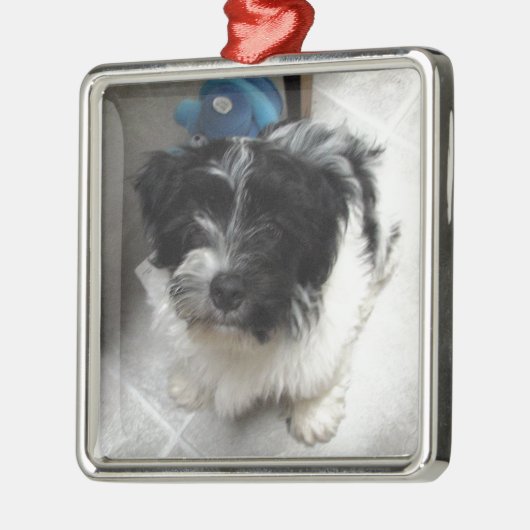 Havanese Rescue Puppy zwart-wit Metalen Ornament (Links)