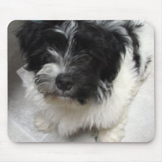 Havanese Rescue Puppy zwart-wit Muismat (Voorkant)