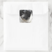 Havanese Rescue Puppy zwart-wit Vierkante Sticker (Tas)