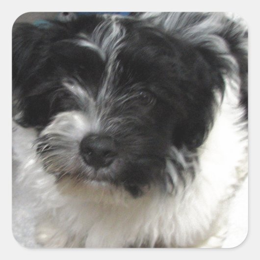 Havanese Rescue Puppy zwart-wit Vierkante Sticker (Voorkant)