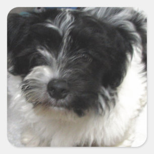 Havanese Rescue Puppy zwart-wit Vierkante Sticker