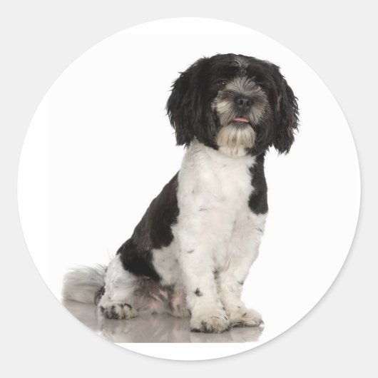 Havanese Stickers (Voorkant)