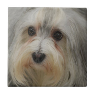Havanese Tile Tegeltje