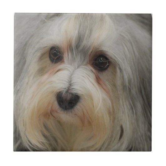 Havanese Tile Tegeltje (Voorkant)