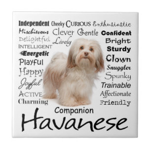 Havanese Traits Ceramic Tile Tegeltje