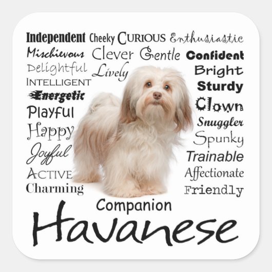 Havanese Traits Stickers (Voorkant)