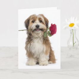 Havanese Valentijn – Teder Liefde & Toewijding Kaart