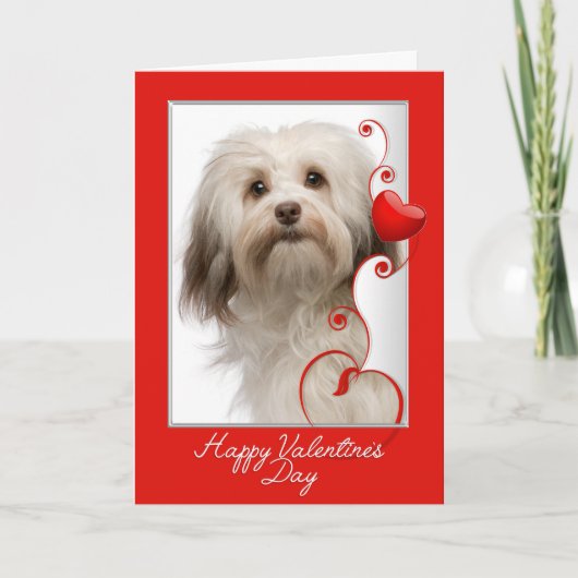Havanese Valentijnsdag Card Feestdagen Kaart (Voorkant)